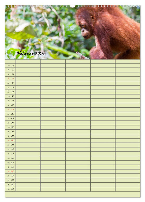 Familienplaner 2024 - Orang Utans im Dschungel (CALVENDO Wandkalender 2024)