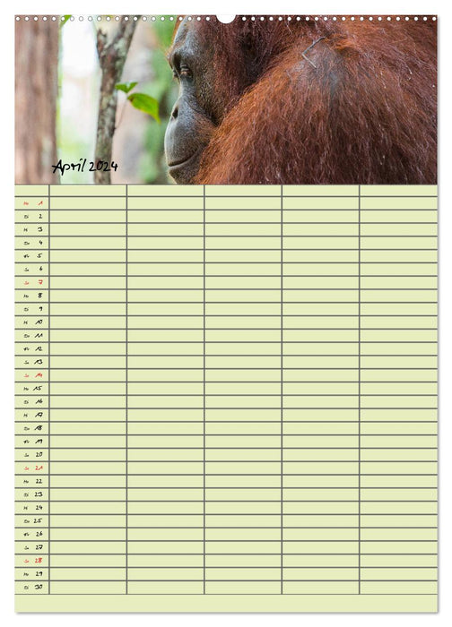 Agenda familial 2024 - Orangs-outans dans la jungle (Calendrier mural CALVENDO 2024) 