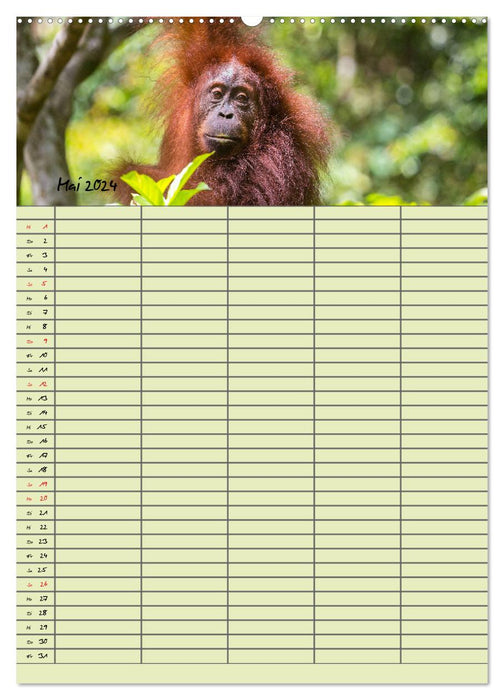 Agenda familial 2024 - Orangs-outans dans la jungle (Calendrier mural CALVENDO 2024) 