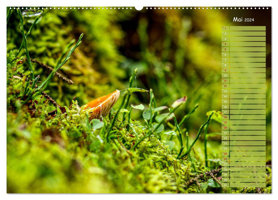 Der Zauberwald - Detailaufnahmen mit Planer (CALVENDO Wandkalender 2024)