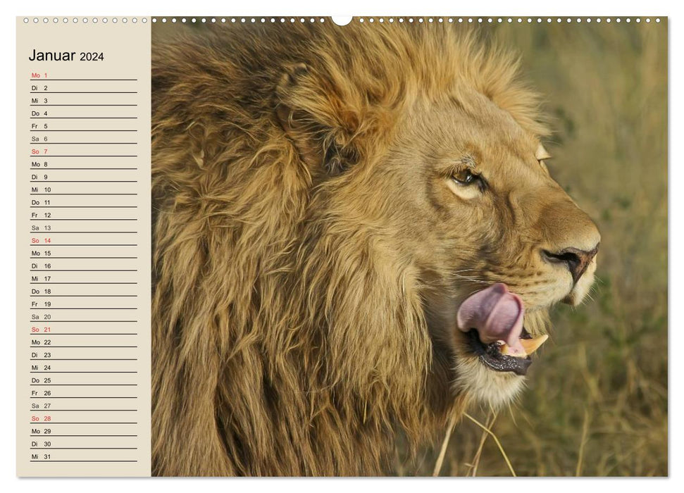 Les Lions. Majestic Power (Calendrier mural CALVENDO Premium 2024) 