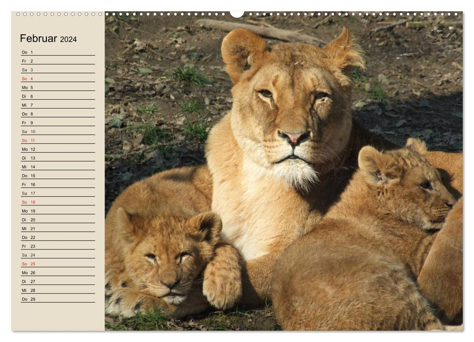 Les Lions. Majestic Power (Calendrier mural CALVENDO Premium 2024) 