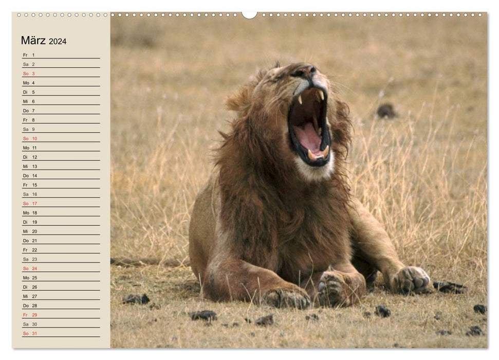 Les Lions. Majestic Power (Calendrier mural CALVENDO Premium 2024) 