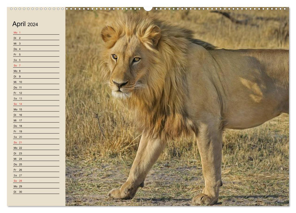 Les Lions. Majestic Power (Calendrier mural CALVENDO Premium 2024) 