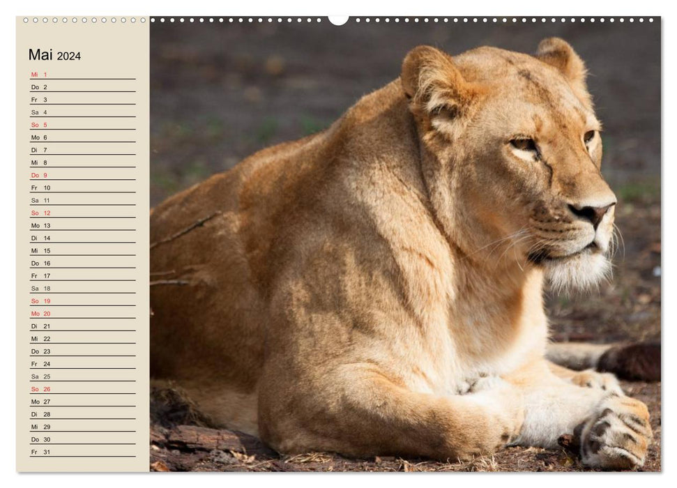 Les Lions. Majestic Power (Calendrier mural CALVENDO Premium 2024) 