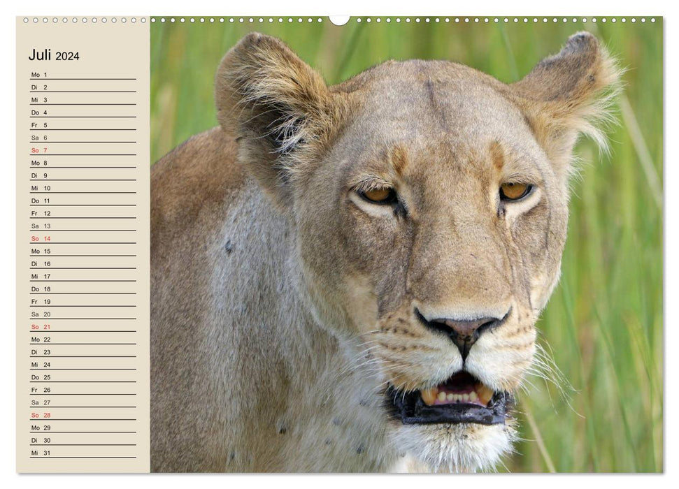 Les Lions. Majestic Power (Calendrier mural CALVENDO Premium 2024) 