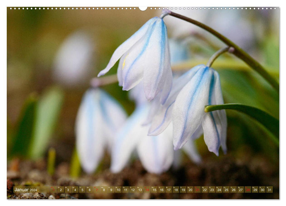 Blüten, die bezaubern (CALVENDO Premium Wandkalender 2024)