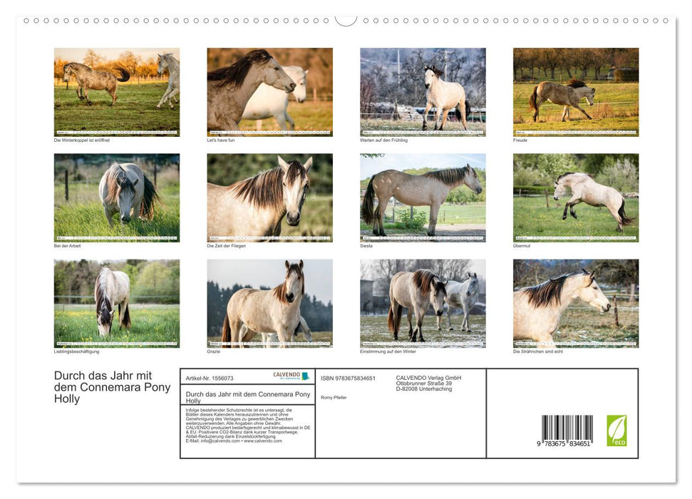 Durch das Jahr mit dem Connemara Pony Holly (CALVENDO Premium Wandkalender 2024)