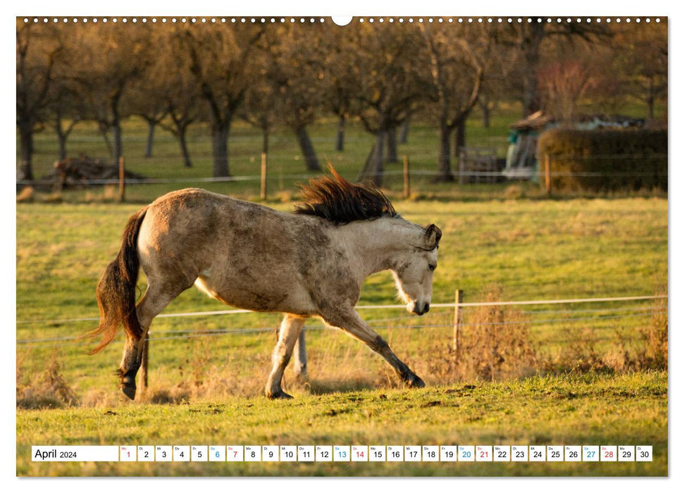 Durch das Jahr mit dem Connemara Pony Holly (CALVENDO Premium Wandkalender 2024)