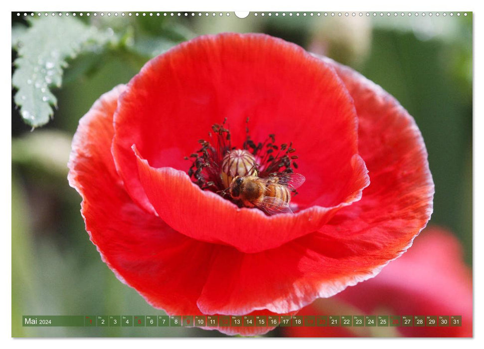 Blüten, die bezaubern (CALVENDO Wandkalender 2024)