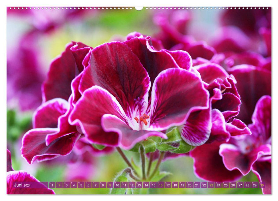 Blüten, die bezaubern (CALVENDO Wandkalender 2024)