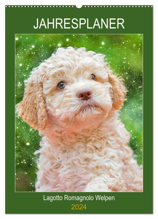 Jahresplaner Lagotto Romagnolo Welpen (CALVENDO Wandkalender 2024)