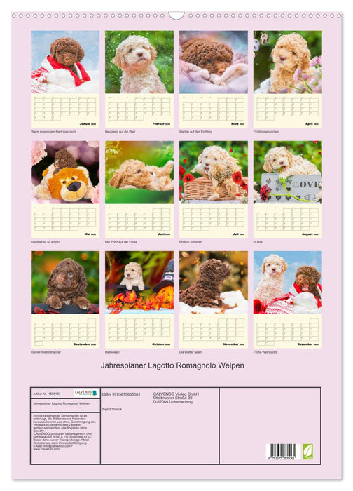 Jahresplaner Lagotto Romagnolo Welpen (CALVENDO Wandkalender 2024)