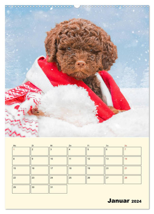 Jahresplaner Lagotto Romagnolo Welpen (CALVENDO Wandkalender 2024)