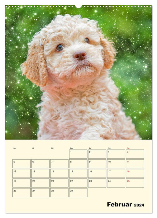 Jahresplaner Lagotto Romagnolo Welpen (CALVENDO Wandkalender 2024)