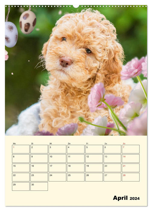 Jahresplaner Lagotto Romagnolo Welpen (CALVENDO Wandkalender 2024)