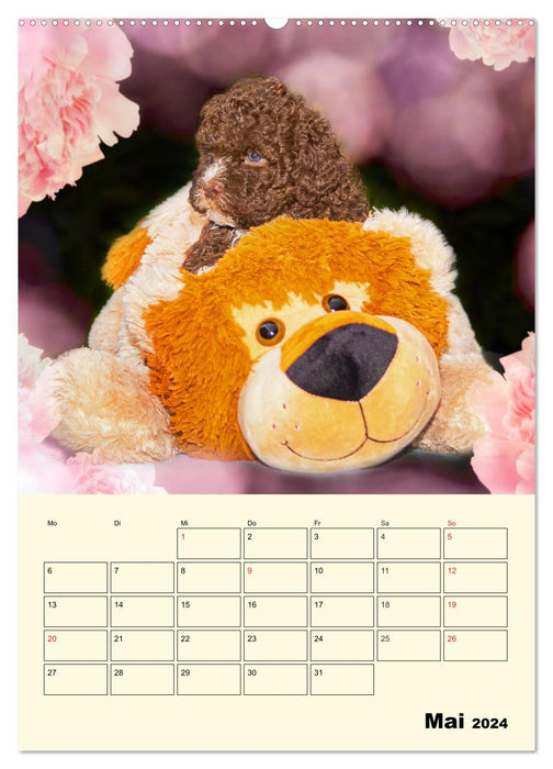 Jahresplaner Lagotto Romagnolo Welpen (CALVENDO Wandkalender 2024)