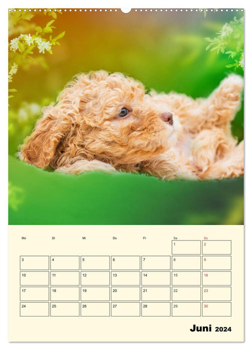 Jahresplaner Lagotto Romagnolo Welpen (CALVENDO Wandkalender 2024)