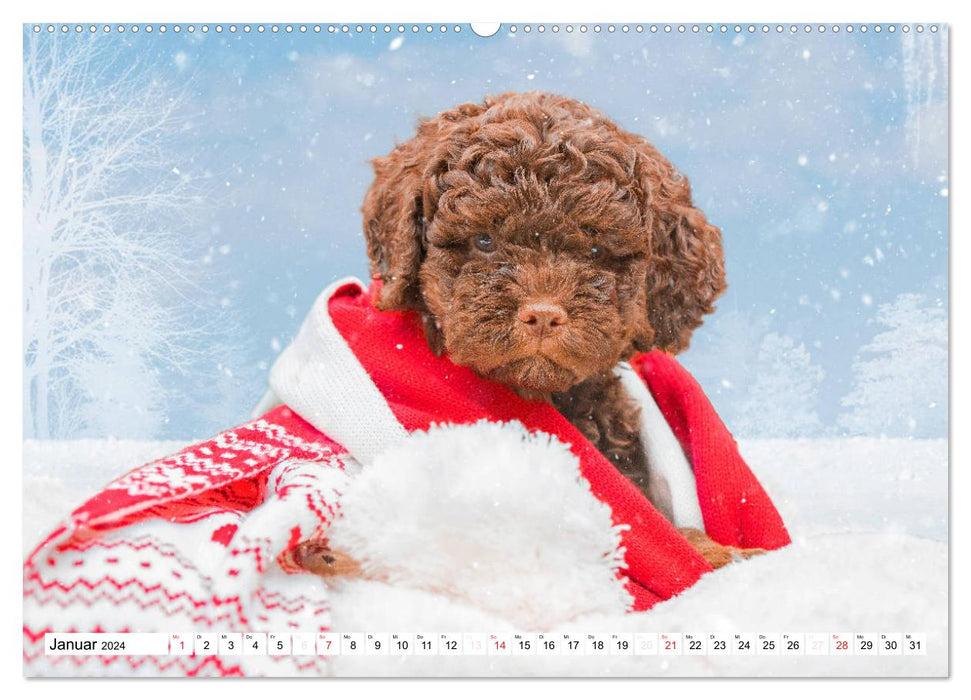 Mit Lagotto Romagnolo Welpen durch das Jahr (CALVENDO Premium Wandkalender 2024)