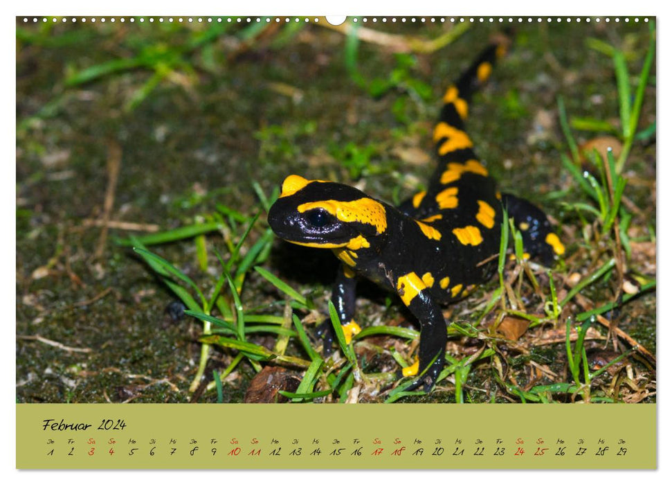 Feuersalamander - Liebenswerte Heimlichtuer (CALVENDO Premium Wandkalender 2024)