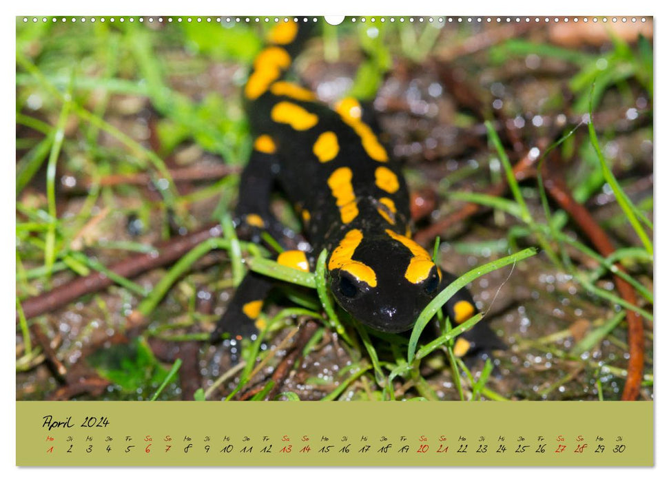 Feuersalamander - Liebenswerte Heimlichtuer (CALVENDO Premium Wandkalender 2024)