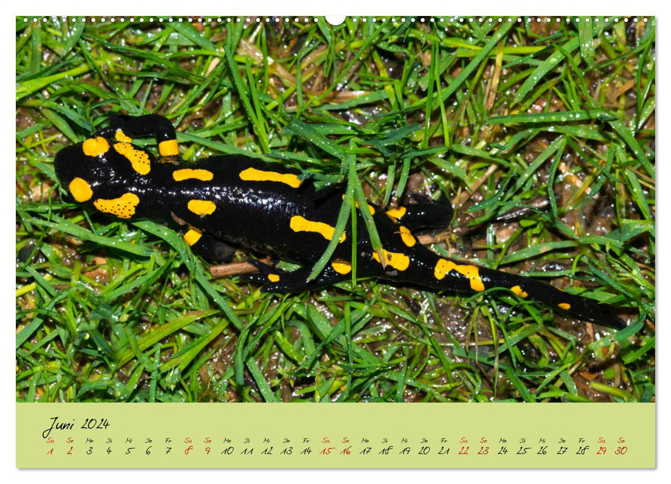 Feuersalamander - Liebenswerte Heimlichtuer (CALVENDO Premium Wandkalender 2024)