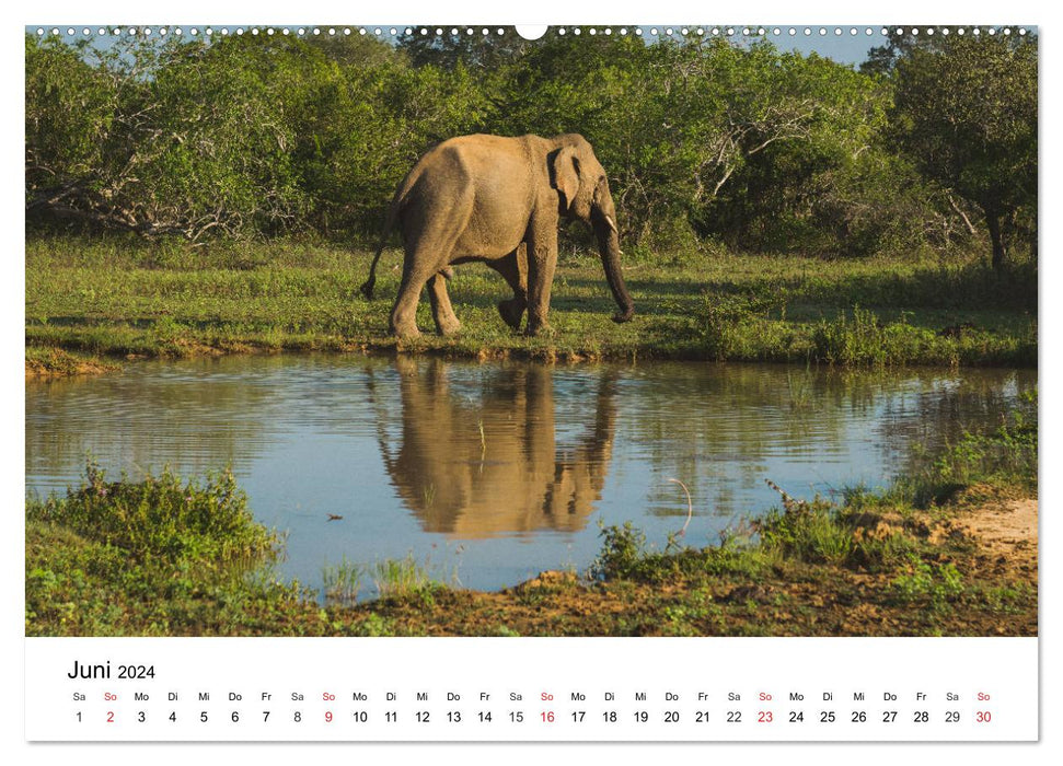 Sri Lanka auf der Spur - Tiere, Hochland und Küste (CALVENDO Premium Wandkalender 2024)