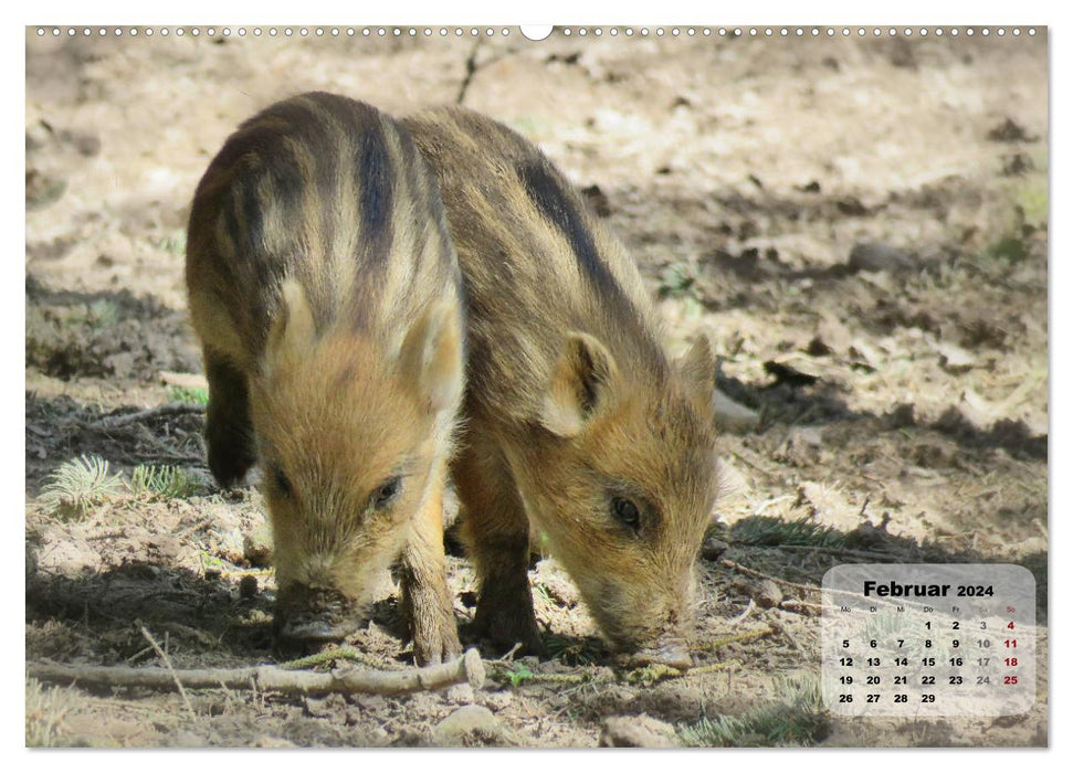 Bergwildpark Germerode (CALVENDO Premium Wandkalender 2024)