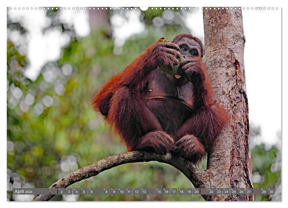 Im Regenwald von Borneo (CALVENDO Premium Wandkalender 2024)