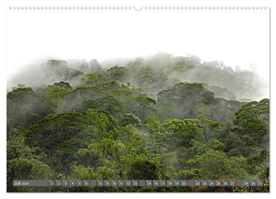 Im Regenwald von Borneo (CALVENDO Premium Wandkalender 2024)