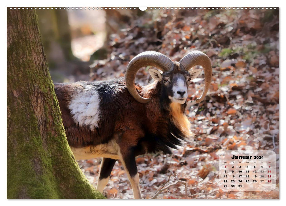 Parc animalier du mont Germerode (calendrier mural CALVENDO 2024) 