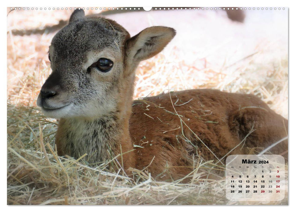 Parc animalier du mont Germerode (calendrier mural CALVENDO 2024) 