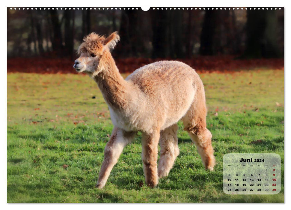 Parc animalier du mont Germerode (calendrier mural CALVENDO 2024) 