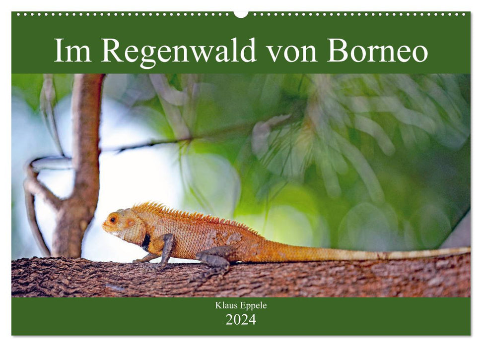 Im Regenwald von Borneo (CALVENDO Wandkalender 2024)