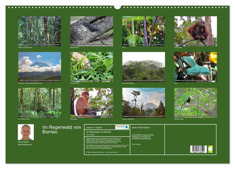 Im Regenwald von Borneo (CALVENDO Wandkalender 2024)