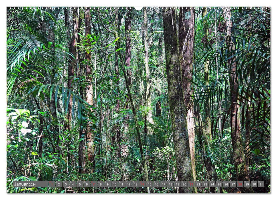 Dans la forêt tropicale de Bornéo (Calendrier mural CALVENDO 2024) 