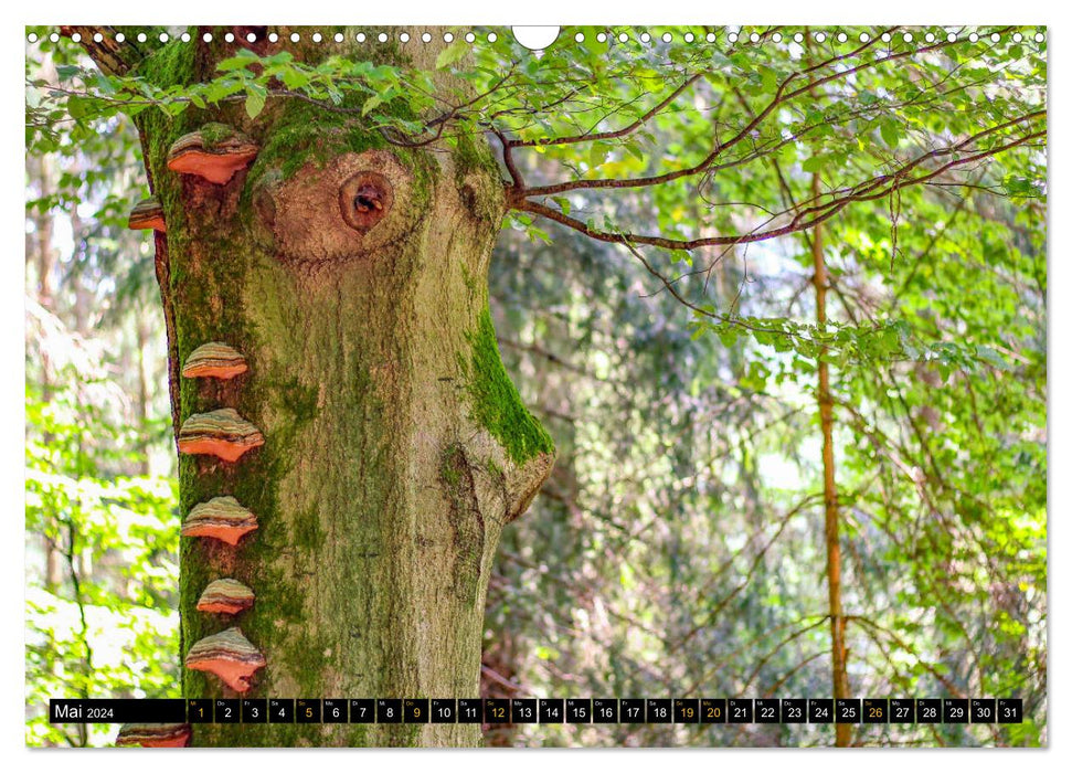 Créatures magiques de la forêt (Calendrier mural CALVENDO 2024) 