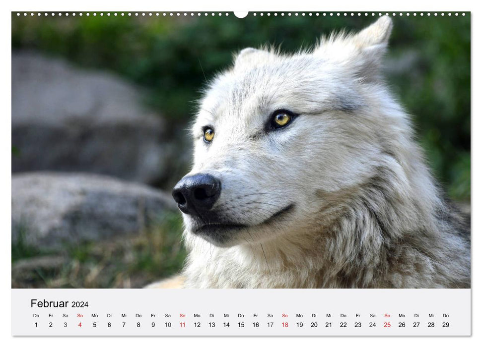 Loups. Un cœur pour Isegrim ! (Calendrier mural CALVENDO Premium 2024) 