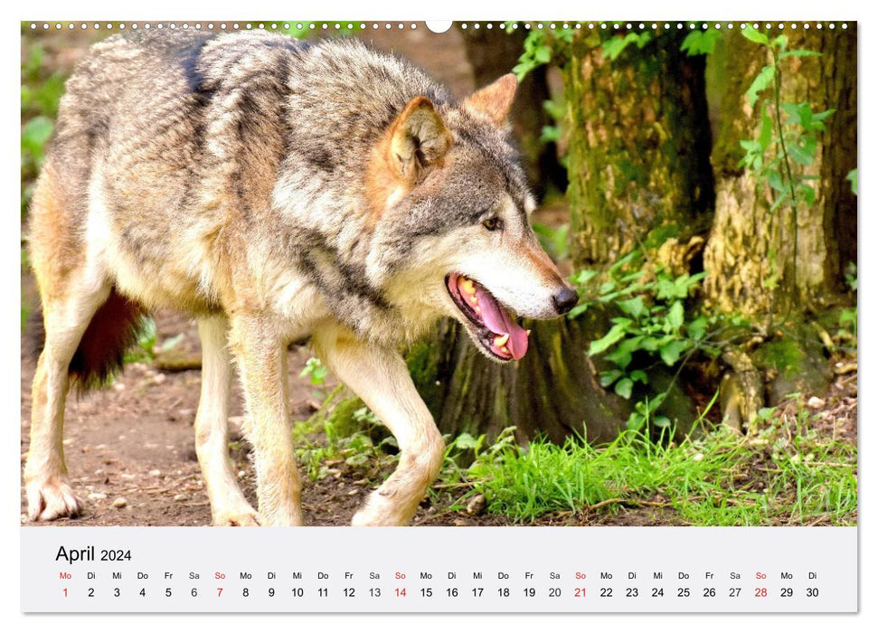 Loups. Un cœur pour Isegrim ! (Calendrier mural CALVENDO Premium 2024) 