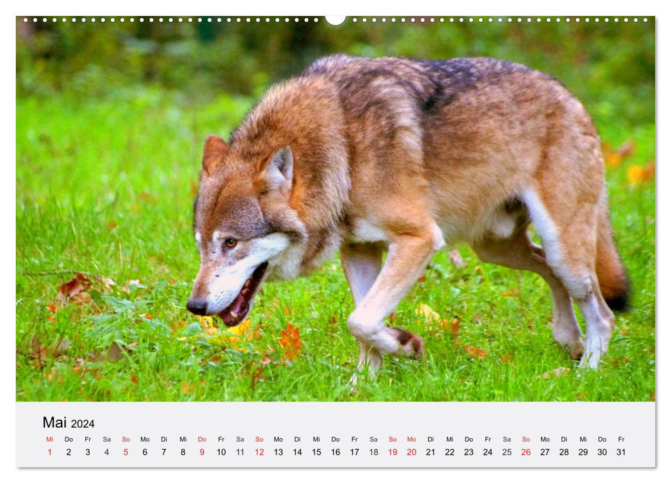 Loups. Un cœur pour Isegrim ! (Calendrier mural CALVENDO Premium 2024) 