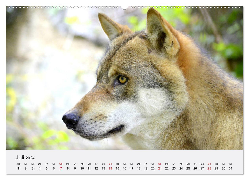 Loups. Un cœur pour Isegrim ! (Calendrier mural CALVENDO Premium 2024) 