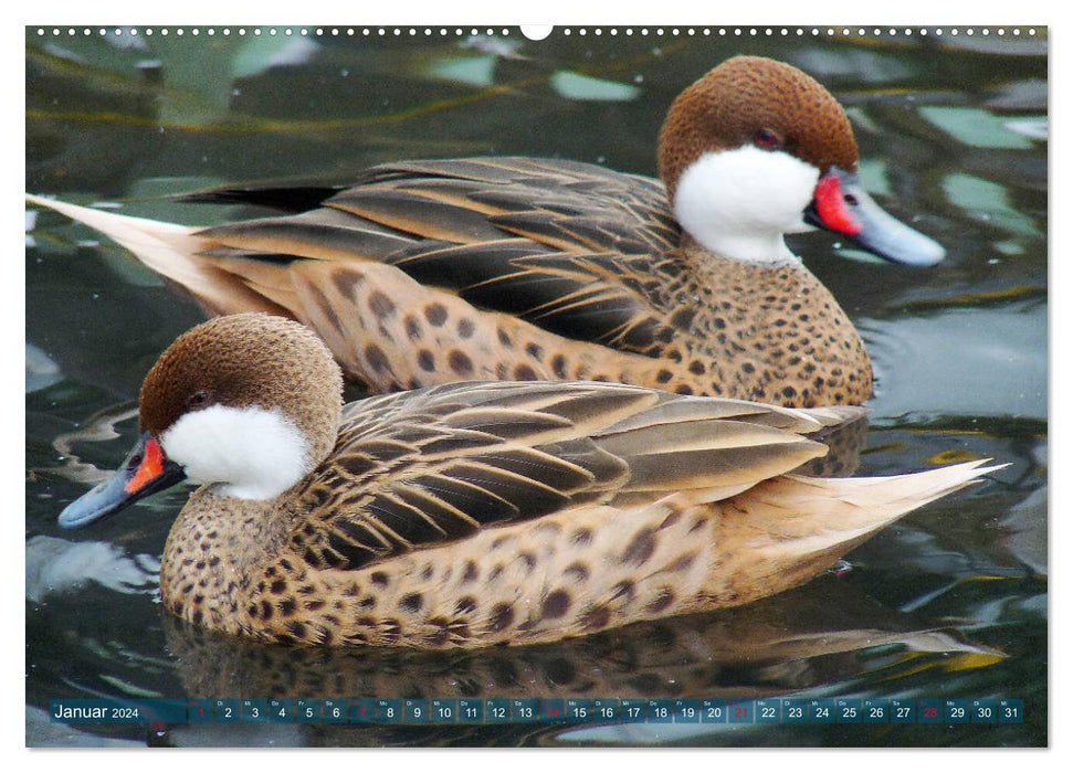 Bien pour les animaux : oiseaux aquatiques (Calendrier mural CALVENDO Premium 2024) 
