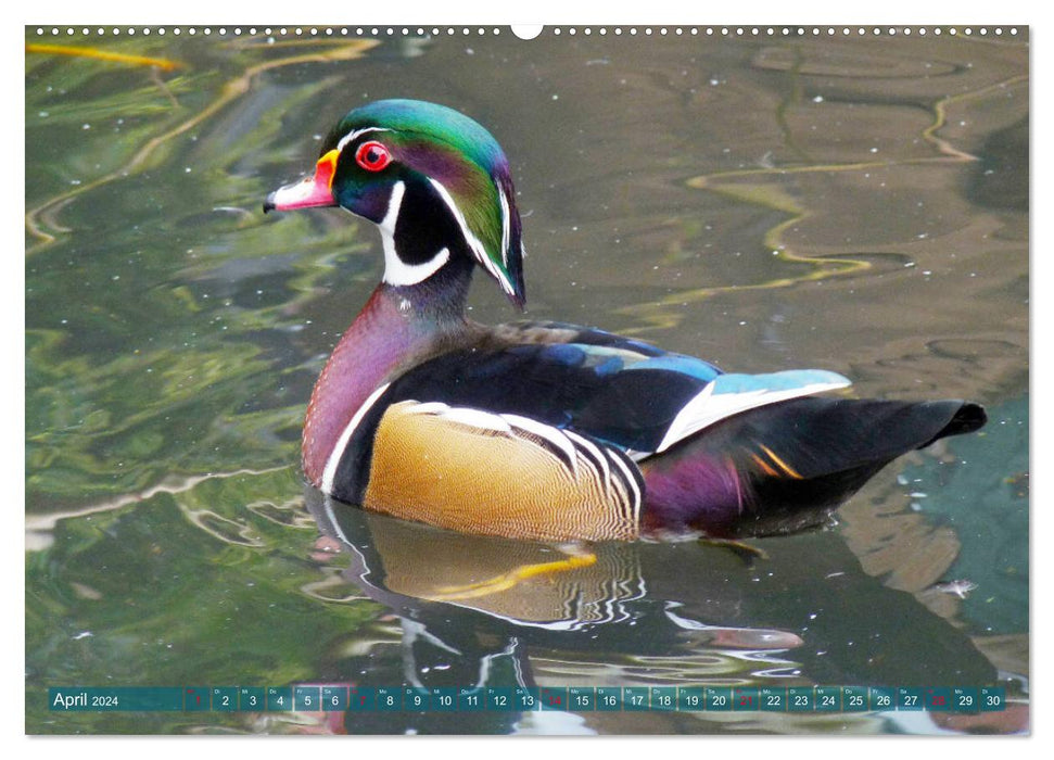 Bien pour les animaux : oiseaux aquatiques (Calendrier mural CALVENDO Premium 2024) 