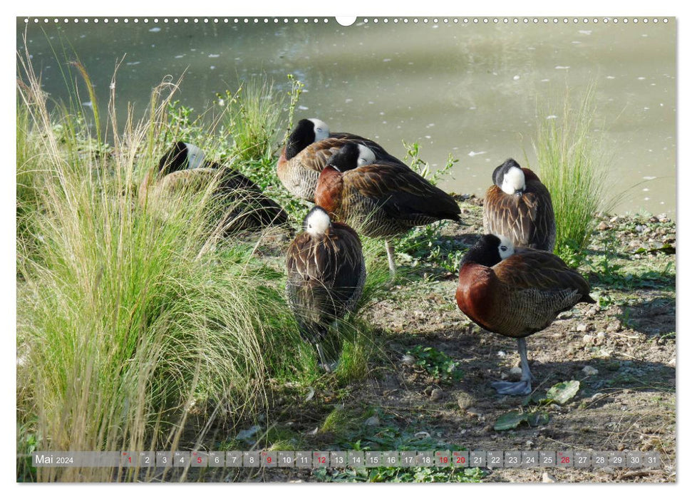 Bien pour les animaux : oiseaux aquatiques (Calendrier mural CALVENDO Premium 2024) 