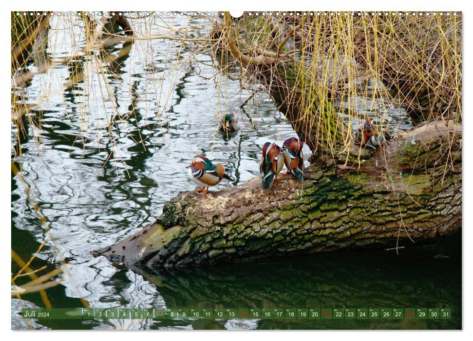 Bien pour les animaux : oiseaux aquatiques (Calendrier mural CALVENDO Premium 2024) 