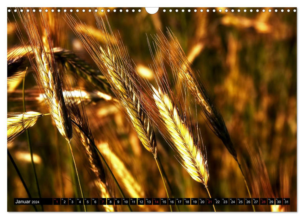 Grain - observations en bordure de champ (Calendrier mural CALVENDO 2024) 