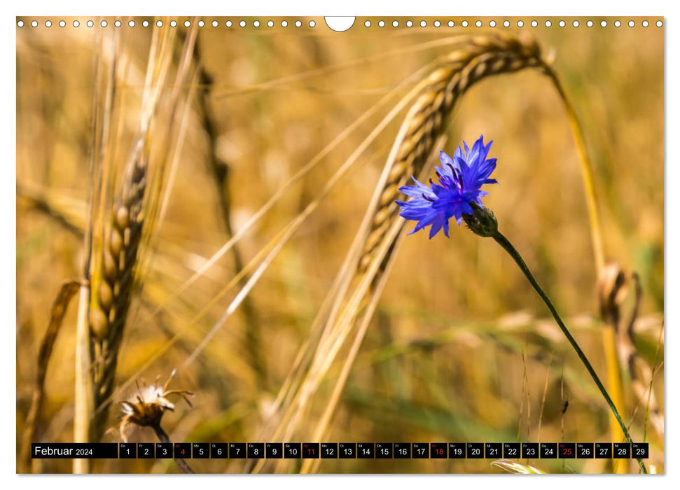 Getreide - Beobachtungen am Feldrand (CALVENDO Wandkalender 2024)