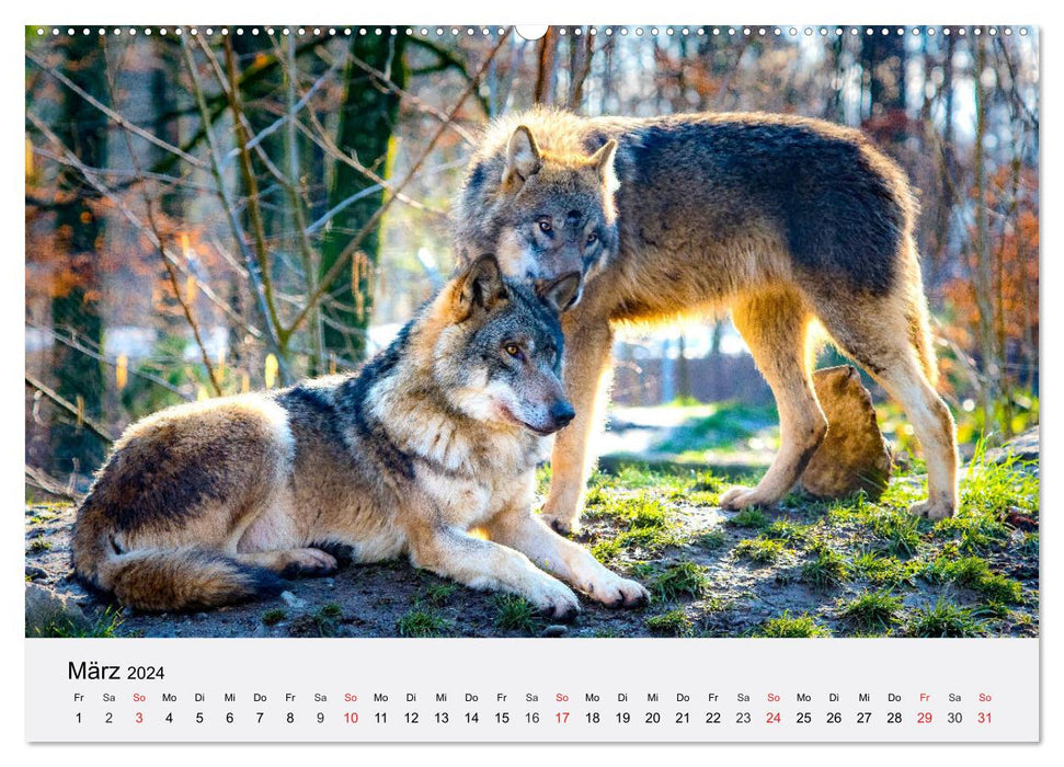 Wölfe. Ein Herz für Isegrim! (CALVENDO Wandkalender 2024)