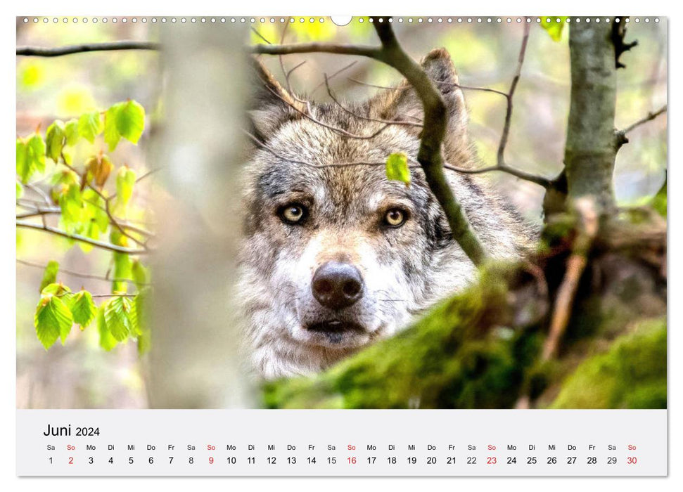 Loups. Un cœur pour Isegrim ! (Calendrier mural CALVENDO 2024) 