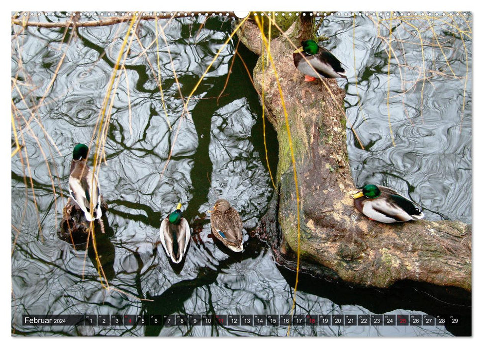 Animally good : oiseaux aquatiques (calendrier mural CALVENDO 2024) 